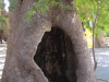 Монастырь Вронтиси. Дерево с дуплом