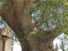 Монастырь Вронтиси. Второе гигантское дерево